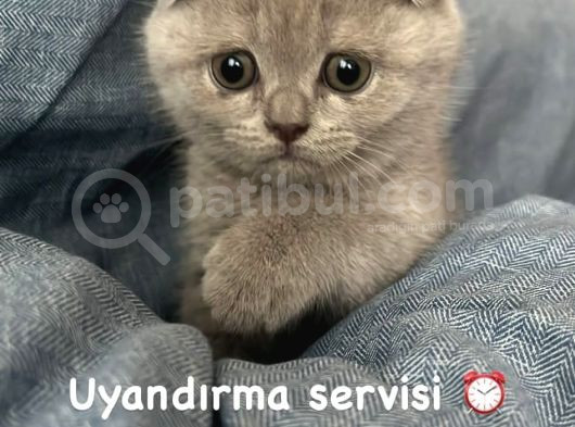 Güzeller Güzeli görsel