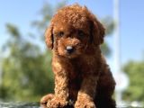 Minicik Toy Poodle Yavrularımız Sizleri Bekliyor