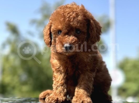 Minicik Toy Poodle Yavrularımız Sizleri Bekliyor görsel