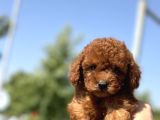 Minicik Toy Poodle Yavrularımız Sizleri Bekliyor