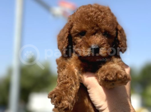 Minicik Toy Poodle Yavrularımız Sizleri Bekliyor görsel