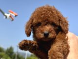 Minicik Toy Poodle Yavrularımız Sizleri Bekliyor