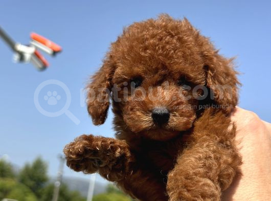 Minicik Toy Poodle Yavrularımız Sizleri Bekliyor görsel