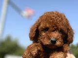 Minicik Toy Poodle Yavrularımız Sizleri Bekliyor