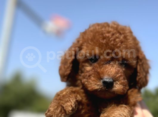 Minicik Toy Poodle Yavrularımız Sizleri Bekliyor görsel