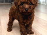 Poodle Red En İyi̇ Yavrular