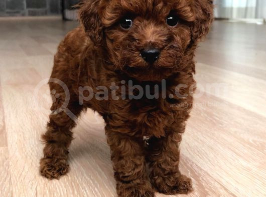 Poodle Red En İyi̇ Yavrular görsel