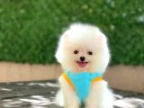 Pomerrian boo yavrularımız Sevimli Yavrular 