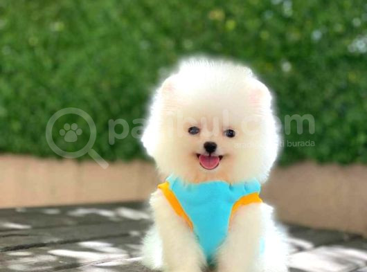 Pomerrian Boo Yavrularımız Sevimli Yavrular 