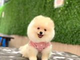 Pomerrian Boo Yavrularımız Sevimli Yavrular 