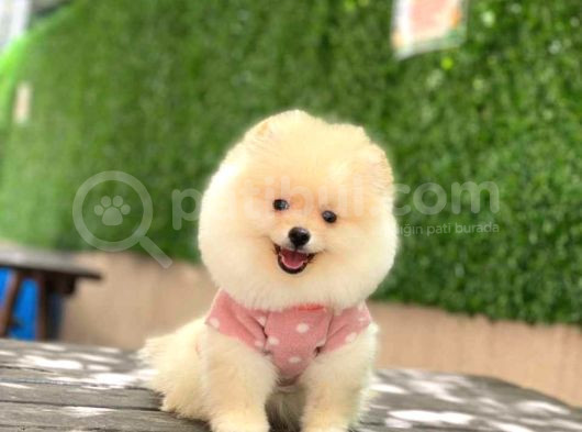 Pomerrian Boo Yavrularımız Sevimli Yavrular  görsel