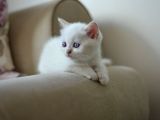 Nadi̇r Bulunan Safkan British Chocolate Kedi̇ler