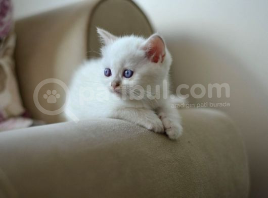 Nadi̇r Bulunan Safkan British Chocolate Kedi̇ler görsel