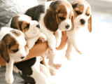 Safkan Anne Ve Babadan Beagle Yavruları