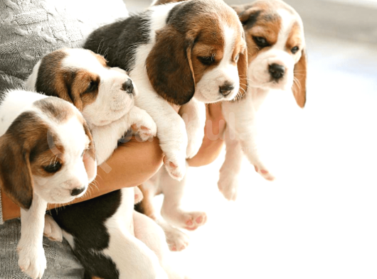 Safkan Anne Ve Babadan Beagle Yavruları görsel