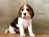 Safkan anne ve babadan beagle yavruları