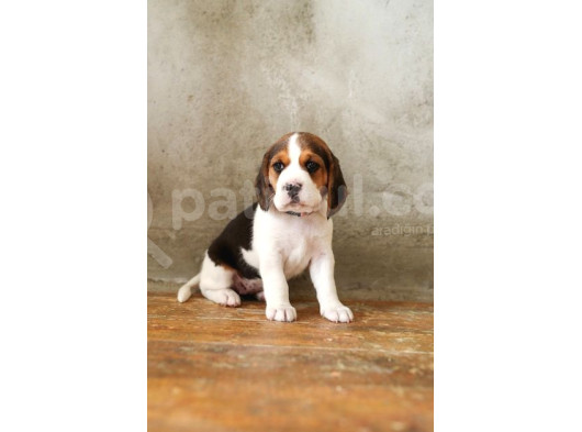Safkan Anne Ve Babadan Beagle Yavruları