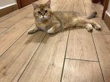 British Shorthair Golden 1 Yaşında