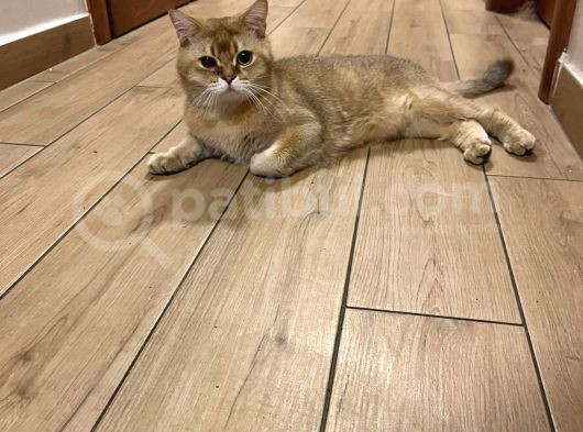 British Shorthair Golden 1 Yaşında