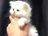 Her Irk Ve Renk Yavru Kedi Bulunur Her Yere Gönderilir