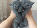 her ırk ve renk yavru kedi bulunur her yere gönderilir