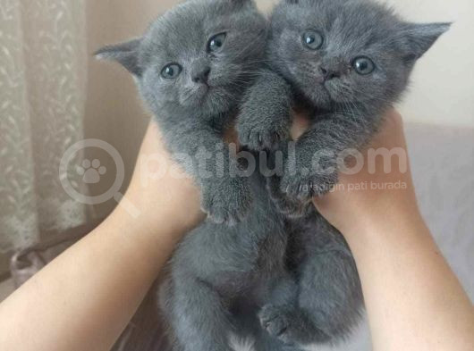 Her Irk Ve Renk Yavru Kedi Bulunur Her Yere Gönderilir
