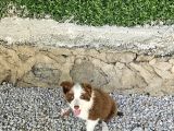 3 Aylık Border Koli Redmerle Renkli Gözlü Teslima Hazır