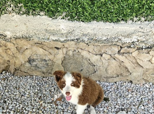 3 Aylık Border Koli Redmerle Renkli Gözlü Teslima Hazır görsel