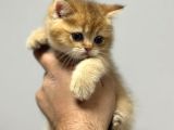 Her Irk Ve Renk Yavru Kedi Bulunur Her Yere Gönderilir