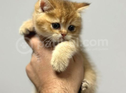 Her Irk Ve Renk Yavru Kedi Bulunur Her Yere Gönderilir görsel