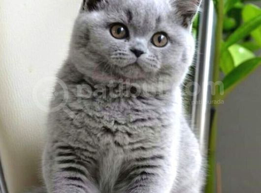 Her Irk Ve Renk Yavru Kedi Bulunur Her Yere Gönderilir görsel