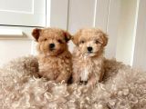 Kahve tonlu puppy kıvırcık tüylü MALTİPO CİNSİ 