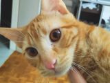 Sarman 7 Aylik Erkek Kedi̇ Aci̇l Sahi̇plendi̇rme