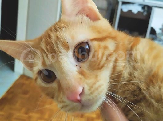 Sarman 7 Aylik Erkek Kedi̇ Aci̇l Sahi̇plendi̇rme görsel