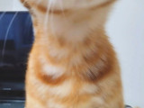 7 Aylik Sarman Erkek Kedi̇ Aci̇l Sahi̇plendi̇rme
