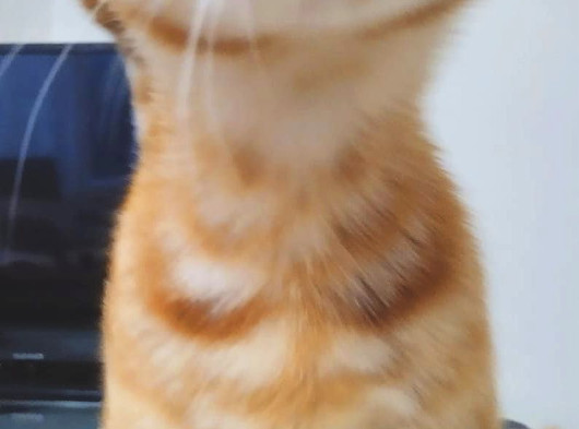 7 Aylik Sarman Erkek Kedi̇ Aci̇l Sahi̇plendi̇rme görsel