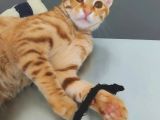 7 Aylik Sarman Erkek Kedi̇ Aci̇l Sahi̇plendi̇rme