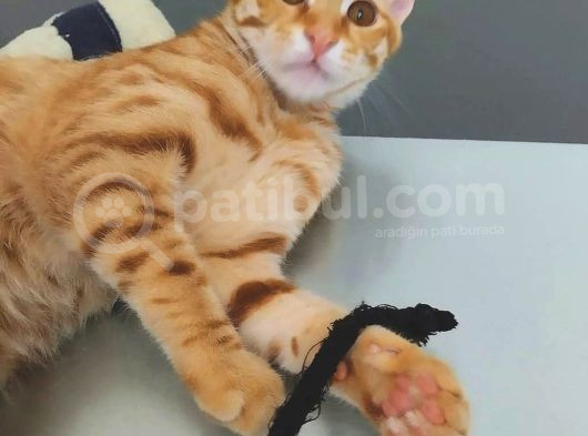 7 Aylik Sarman Erkek Kedi̇ Aci̇l Sahi̇plendi̇rme görsel