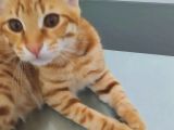 7 AYLIK SARMAN ERKEK KEDİ ACİL SAHİPLENDİRME