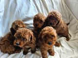 Ev Ortamından Red Toy Poodle Yavrular
