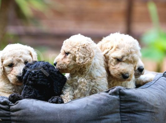 Secereli Standart Poodle Yavrularımız Teslime Hazır görsel