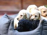 Secereli Standart Poodle Yavrularımız Teslime Hazır