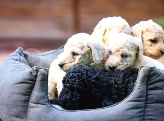 Secereli Standart Poodle Yavrularımız Teslime Hazır görsel