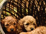 Toy Poodle Yavrular Çipleri Takılmış Teslime Hazır