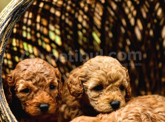 Toy Poodle Yavrular Çipleri Takılmış Teslime Hazır görsel
