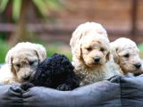 Secereli standart poodle yavrularımız teslime hazır