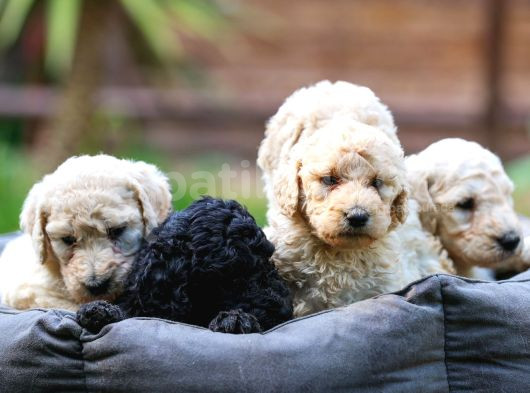 Secereli Standart Poodle Yavrularımız Teslime Hazır