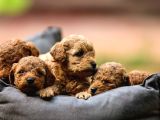 Toy Poodle Yavrular Çipleri Takılmış Teslime Hazır