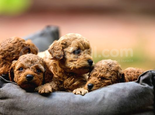 Toy Poodle Yavrular Çipleri Takılmış Teslime Hazır görsel