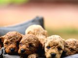 Toy Poodle Yavrular Çipleri Takılmış Teslime Hazır